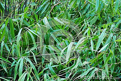 Bush wild bamboo plant. Tropical wild bamboo leaves are dense and bushy Stock Photo