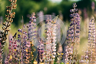 Bush Of Wild Flowers Lupine In Summer Field Meadow At Sunset Sunrise. Lupinus, Commonly Known As Lupin Or Lupine, Is A Stock Photo