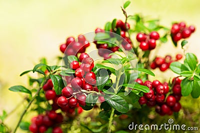 Bush of ripe cowberry in a forest Stock Photo