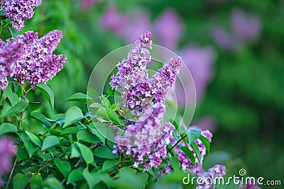 Bush of wonderfull full of delicious scent flowers lilac purple and blue colour. Stock Photo