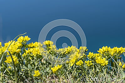 Bush of yellow flowers on the background of the blue sea. Mountain seashore floral shrub landscape. Sea panorama. Place for the Stock Photo