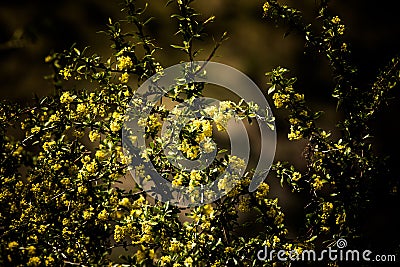 Bush with yellow flowers. Shallow depth of field. tinted Stock Photo