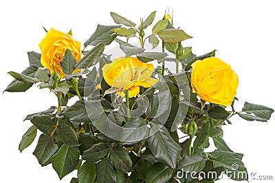 Bush yellow roses Stock Photo