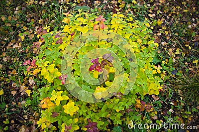 Bush young trees in the autumn forest. Stock Photo