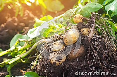 a bush of young yellow potatoes, harvesting, fresh vegetables, agro-culture, farming, close-up, good harvest, detox, vegetarian Stock Photo