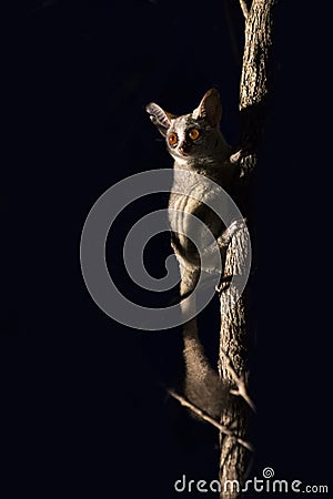 Bushbaby clinging to a branch in the dark illuminated by spotlight Stock Photo