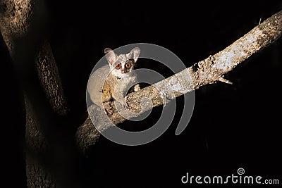 Bushbaby clinging to a branch in the dark illuminated by spotlight Stock Photo