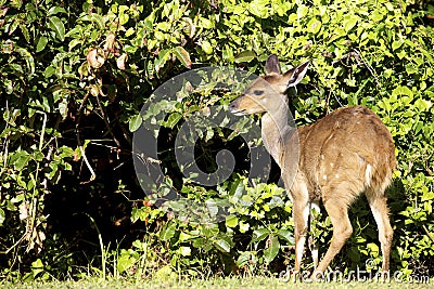 Bushbuck Stock Photo