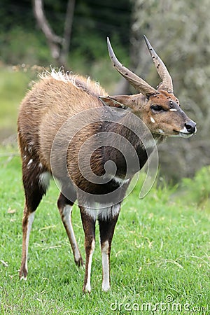 Bushbuck Antelope Stock Photo