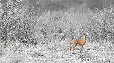 Bushbuck in Botswana Stock Photo