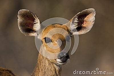 Bushbuck ewe Stock Photo