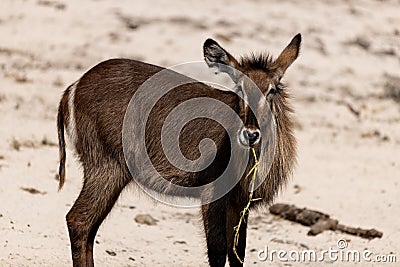 Bushbuck at the wetlands at chobe river in Botswana in africa Stock Photo