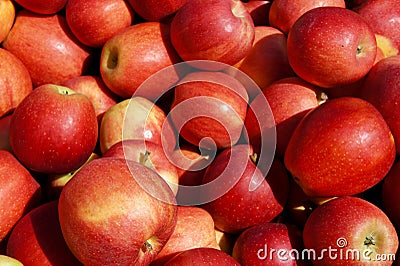 Bushel of Apples Stock Photo