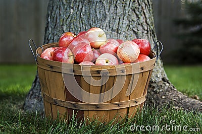 Bushel of apples under tree Stock Photo