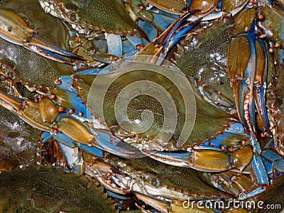 Bushel of Blue Crabs Stock Photo