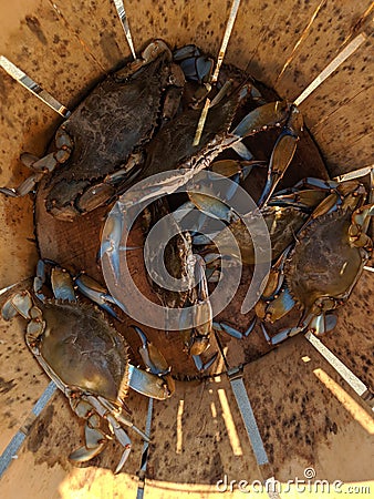 A bushel of Maryland blue crabs Stock Photo