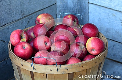 Bushel of Michigan apples Stock Photo