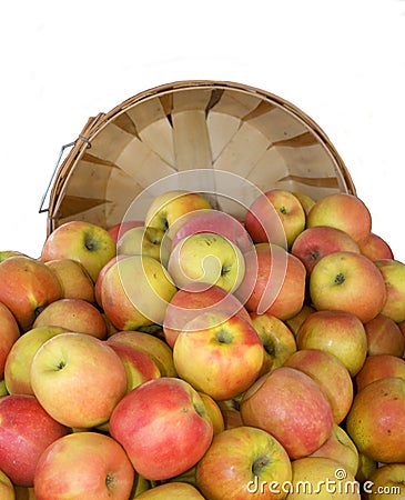 Bushel of Organic Fuji Apples Stock Photo