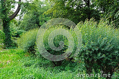 Bushes Stock Photo