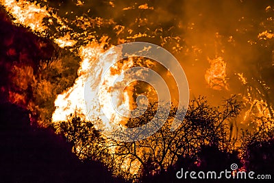 Bushes in Black Silhouette in Foreground with Bright Orange Flames in Background during California Fires Stock Photo