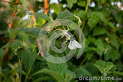 Bushes of blooming raspberries. The butterfly is sitting Stock Photo