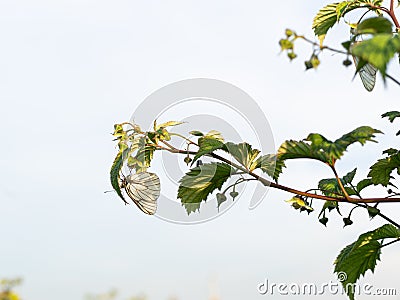 Bushes of blooming raspberries. The butterfly is sitting Stock Photo