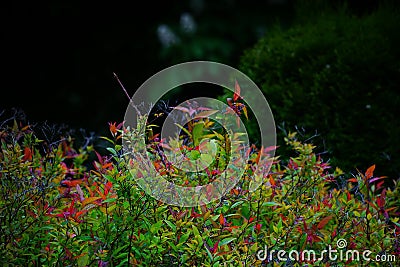 Bushes like fire in Sinaia Stock Photo