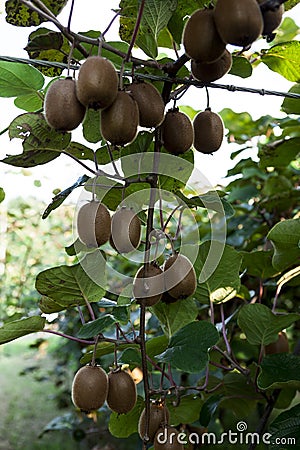 Bushes with ripe kiwi large fruits. Italy agritourism Stock Photo