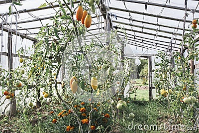 Bushes of ripening tomatoes Stock Photo