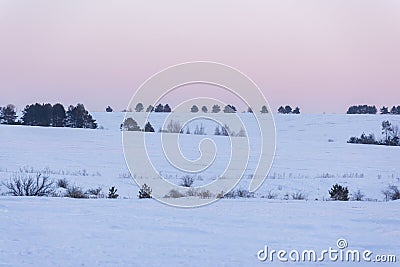 Bushes on a snow-covered field and a sunset pink sky in winter Stock Photo