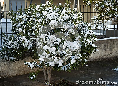 Bushes in snow - Snow in Athens - rare and unique event Stock Photo