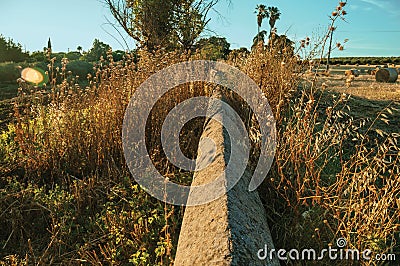 Bushes and trees next to a stone wall in a farm Stock Photo