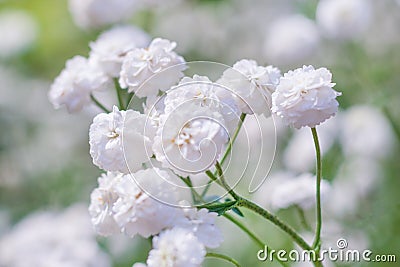 White flowers of Gypsophila paniculata Stock Photo