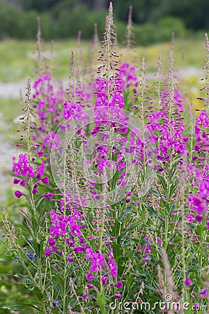 Bushes of willowherb on geen field in the summertime Stock Photo