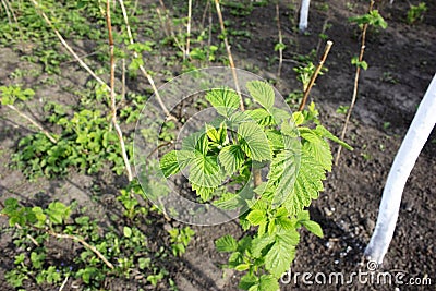 Bushes of young raspberries, outdoor seedlings grow near the garden on black soil. Selective focus. close-up Stock Photo