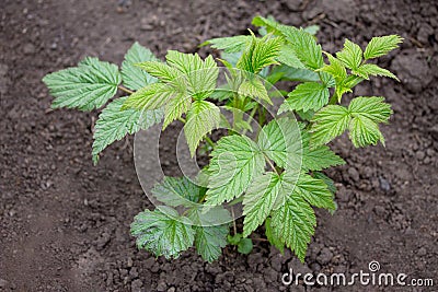 Bushes of young raspberries, a seedling in the open air grows close up in the garden on the chernozem. Stock Photo