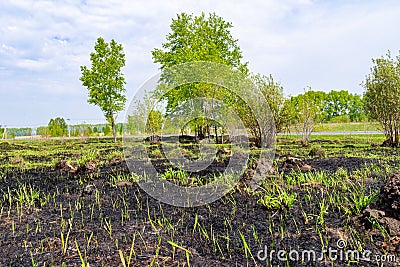 bushes and young trees that survived the fire, rare green vegetation appears among the charred grass and soil Stock Photo