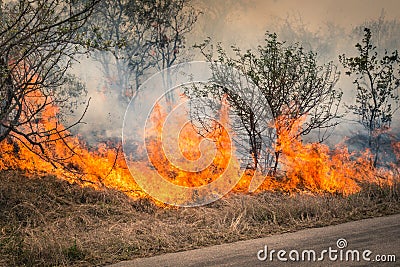 Bushfire burning at Kruger Park in South Africa Stock Photo