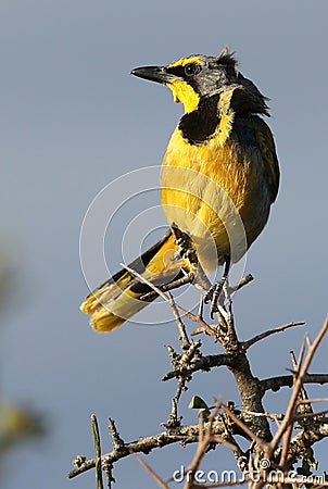 Bushshrike or Bokmakierie Bird Stock Photo