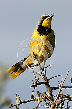 Bushshrike or Bokmakierie Bird Stock Photo