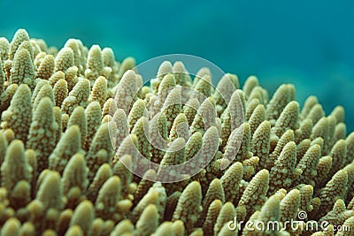 BUSHY STAGHORN CORAL Stock Photo