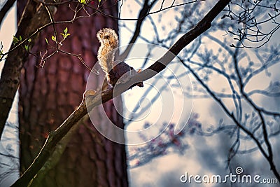A bushy tailed squirrel on a limb. Stock Photo