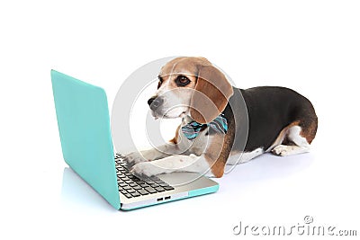 Business concept pet dog using laptop computer Stock Photo