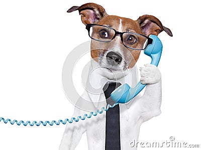 Business dog on the phone Stock Photo