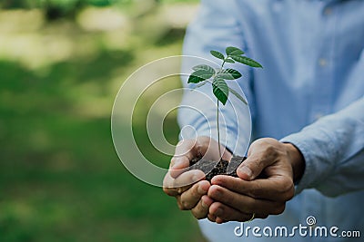Business hands holding young plant on blur green nature background.World environment day. Global community teamwork.Volunteer Stock Photo