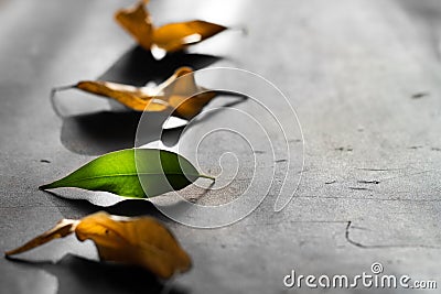 Business metaphor team start up concept with leaves Stock Photo