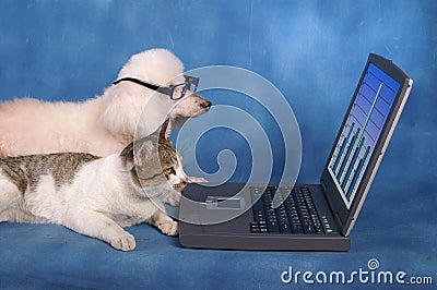 Business pets Stock Photo