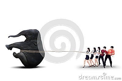 Business teamwork pulling elephant together - isolated Stock Photo