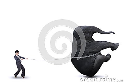 Business woman is pulling elephant Stock Photo