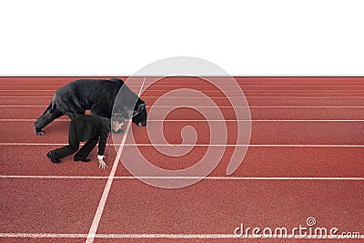 Businessman and bear are ready to race on running track Stock Photo